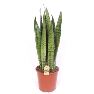 Sansevieria zeylanica