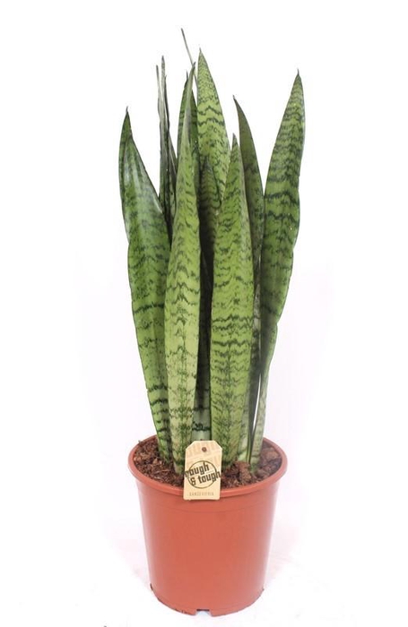<h4>Sansevieria zeylanica</h4>