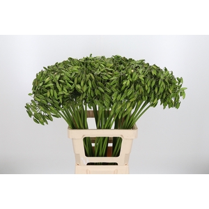 Agapanthus Zaad Groen