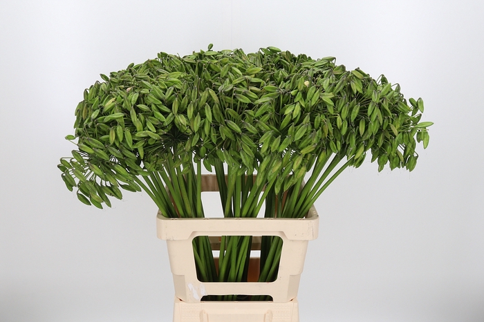 <h4>Agapanthus Zaad Groen</h4>