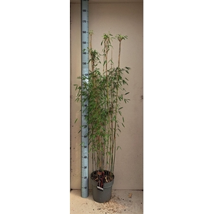 Fargesia  'Jiuzhaigou 1'