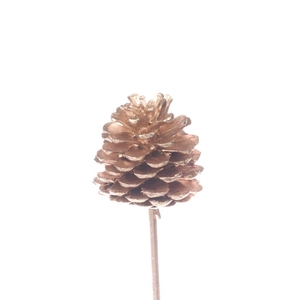 Pine C 5-7 O/s Warm Gold