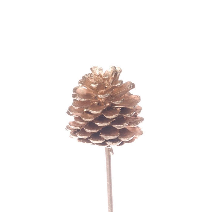 <h4>Pine C 5-7 O/s Warm Gold</h4>