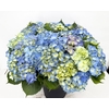 Hydrangea IT Suede Blue