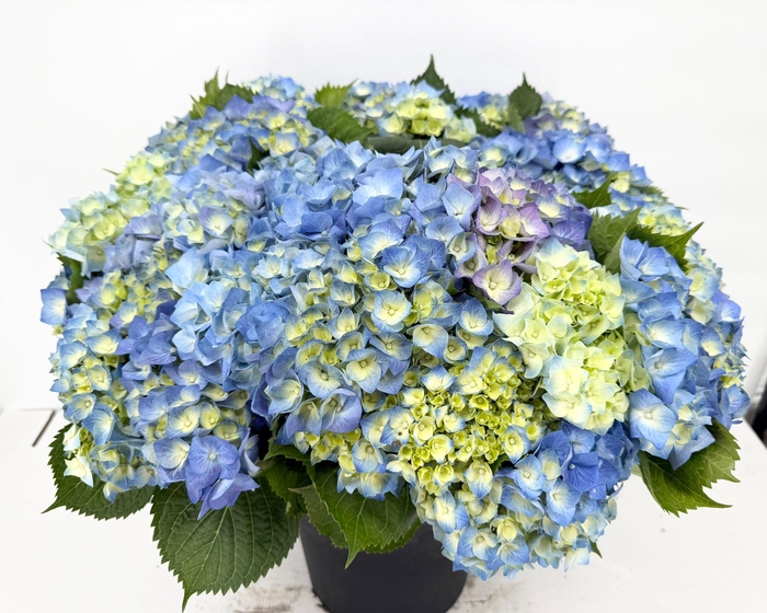 Hydrangea IT Suede Blue