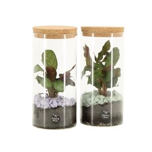 11689: Consideration terrarium