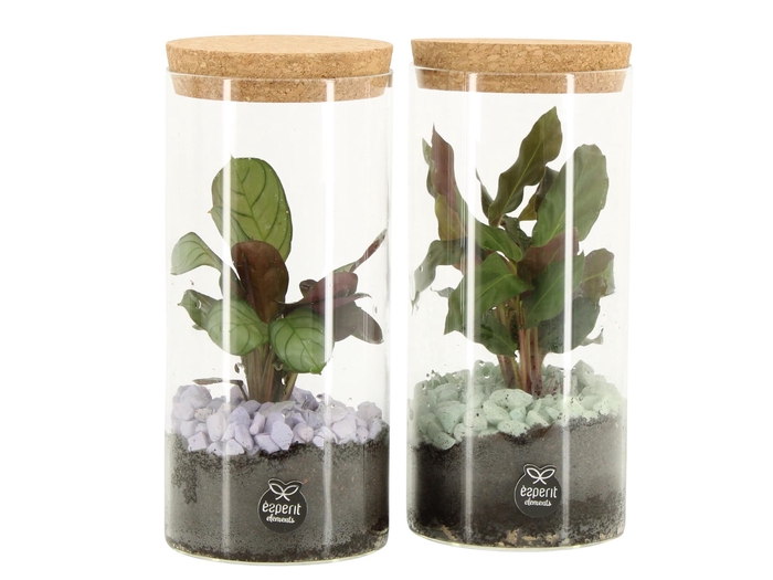 <h4>11689: Consideration terrarium</h4>