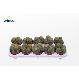 Notocactus Warasii (group)