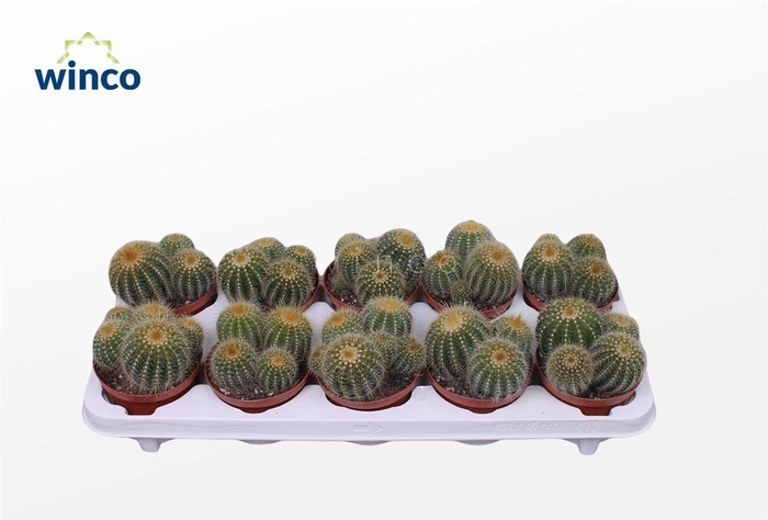 <h4>Notocactus Warasii (group)</h4>