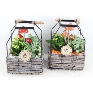 arr2 PL - Lantaarn frame 285/6 - oranje/wit