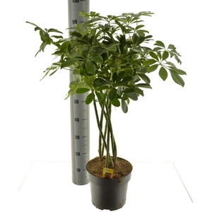 SCHEF AR COMPACTA