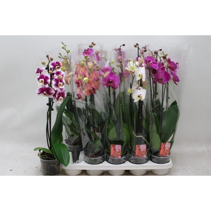 <h4>PHAL GEM</h4>