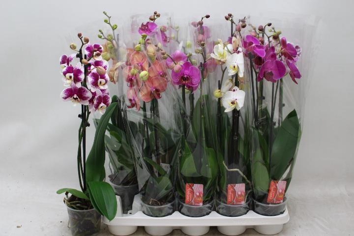 PHAL GEM