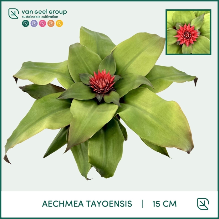 <h4>Aechmea tayoensis</h4>