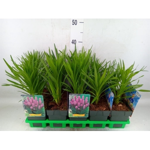 Liatris spicata