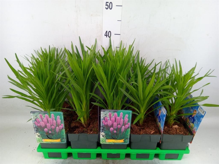 <h4>Liatris spicata</h4>