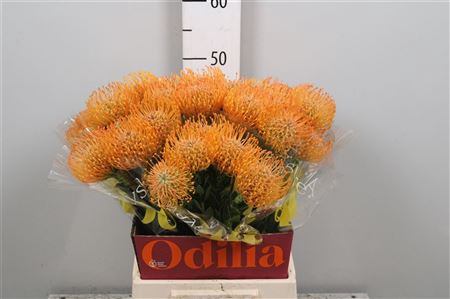 Leuco Ayoba Orange