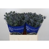 Eryngium Blue Dynamite