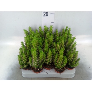 Austrocylindropuntia subulata