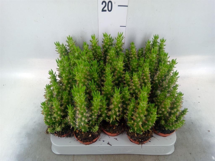 <h4>Austrocylindropuntia subulata</h4>