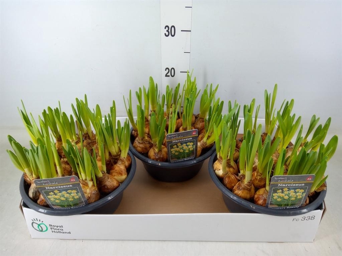 <h4>Narcissus   ...</h4>