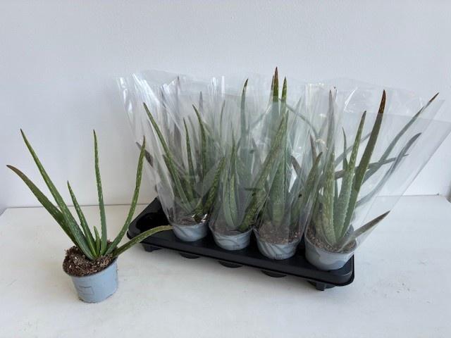 <h4>ALOE VERA</h4>