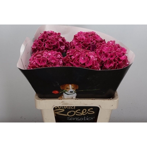 Hydr Wx Cerise