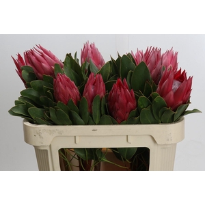 Protea Cynaroides Madiba