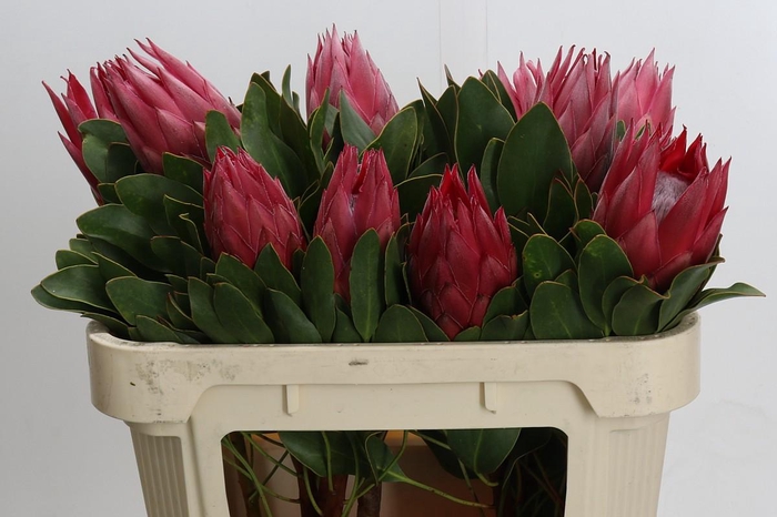 Protea Cynaroides Madiba