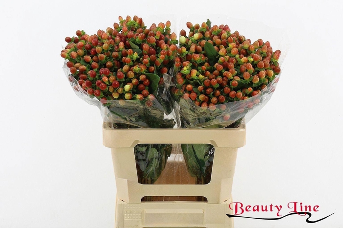 <h4>HYP GLOBO CORAL</h4>
