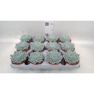 Echeveria cuspidata