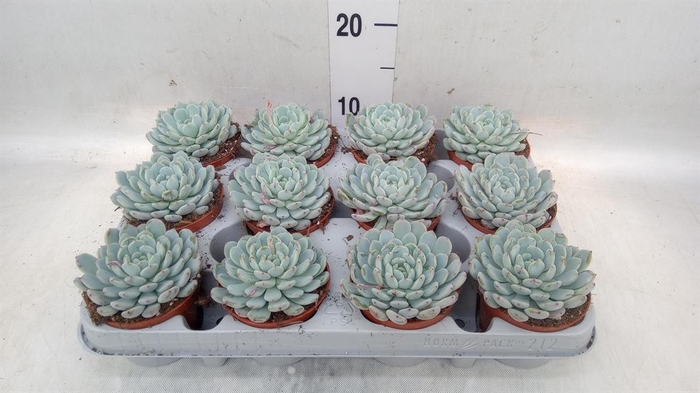 <h4>Echeveria cuspidata</h4>