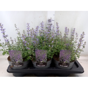 Nepeta faassenii