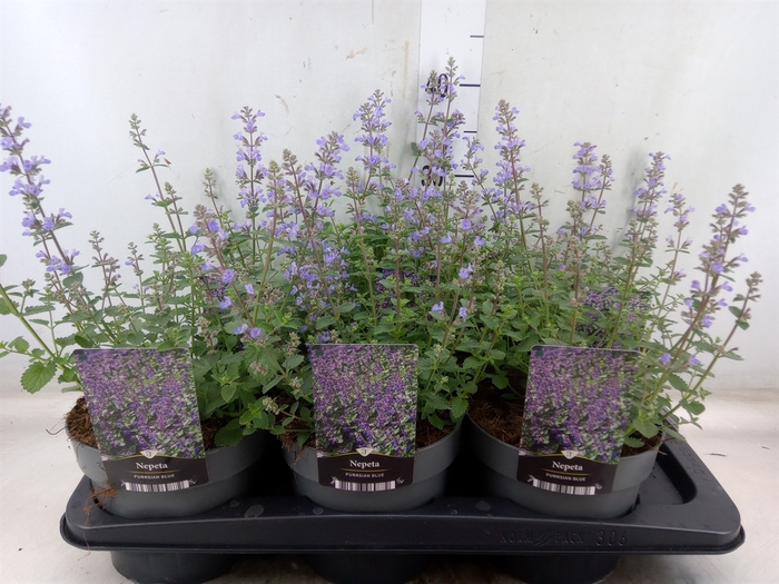 <h4>Nepeta faassenii</h4>