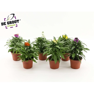 Erysimum mix (Mix per laag/kar)