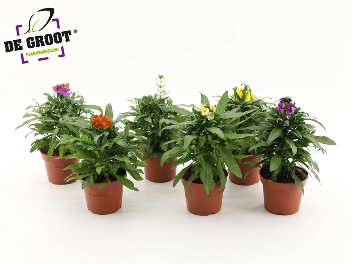 <h4>Erysimum mix (Mix per laag/kar)</h4>