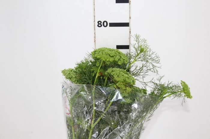 <h4>AMMI MAJUS GREEN MIST</h4>