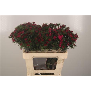 Di Barb Amazone Neon Cherise