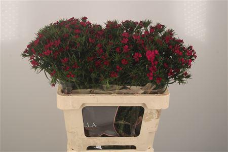 <h4>Di Barb Amazone Neon Cherise</h4>