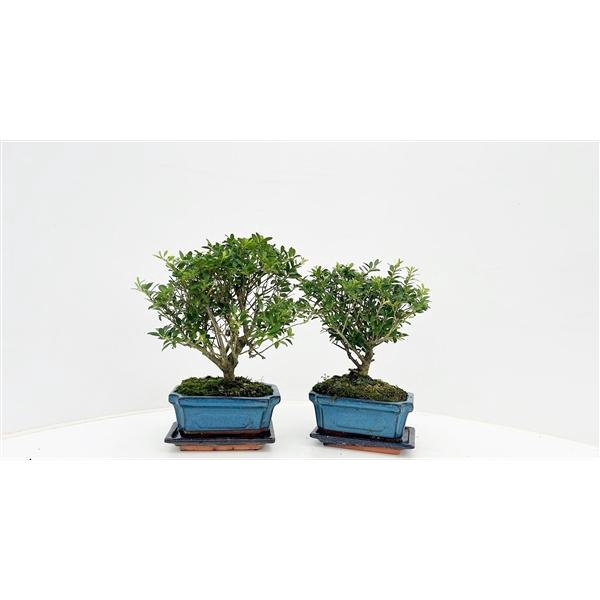 <h4>ilex crenata, 15 cm broom with drip tray</h4>