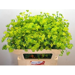BUPLEURUM ROTUNDIFOL