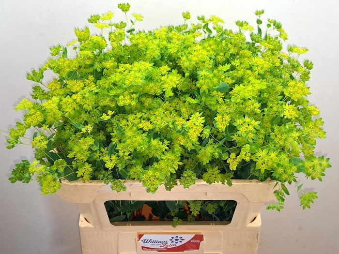 <h4>BUPLEURUM ROTUNDIFOL</h4>
