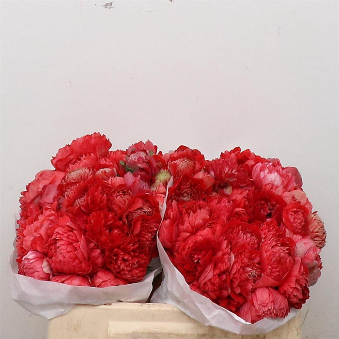 <h4>Anem Co Fstar Gl Red Super</h4>