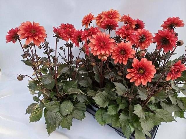 <h4>DAHL L GR CORAL</h4>
