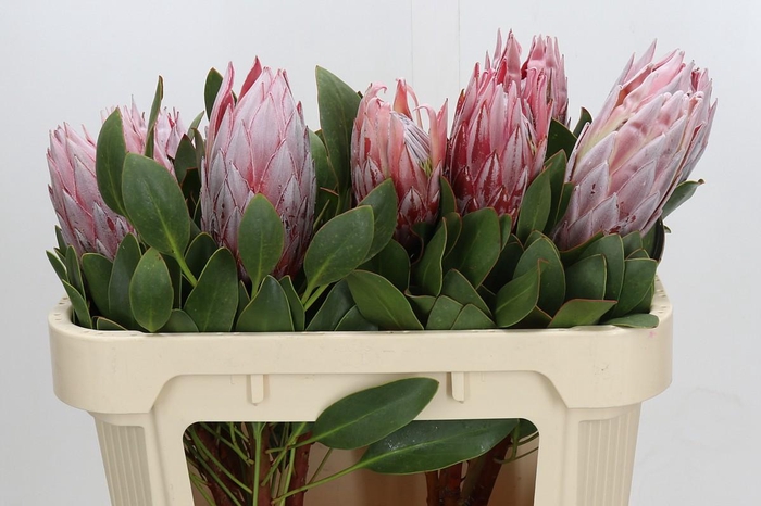 <h4>Protea Cynaroides</h4>
