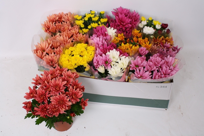 <h4>CHRYS GEM 5 KL</h4>