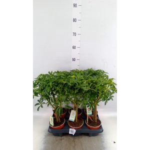 Schefflera arbor. 'Luseana'