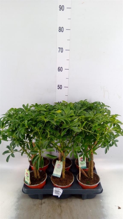 <h4>Schefflera arbor. 'Luseana'</h4>
