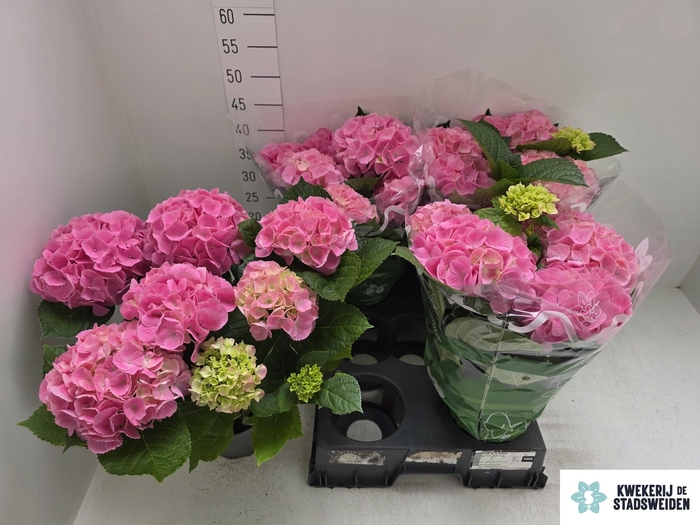 <h4>HYDR M MONACO</h4>