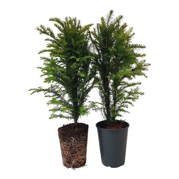 <h4>Taxus baccata (zonder etiket)</h4>